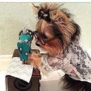 Meet your Posher, Shirley